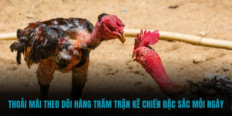 Thoải mái theo dõi hàng trăm trận kê chiến đặc sắc mỗi ngày