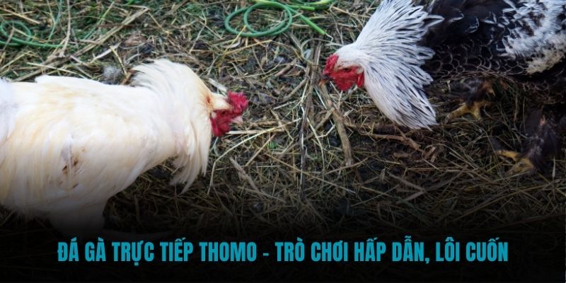 Đá gà trực tiếp Thomo