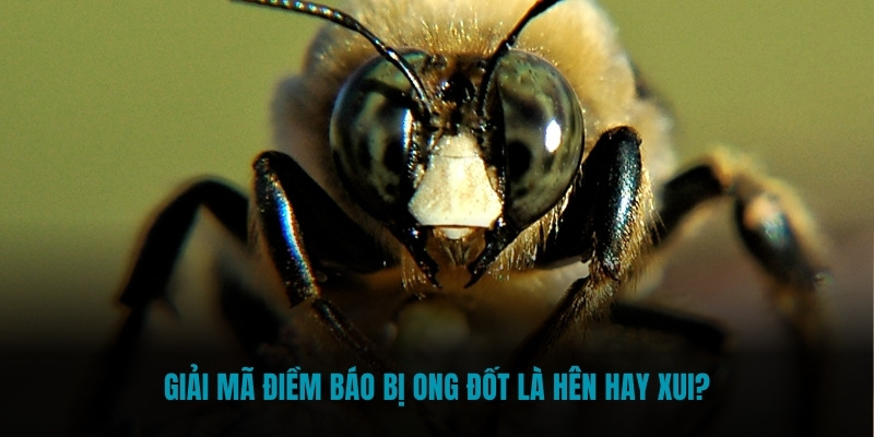 Giải mã điềm báo bị ong đốt là hên hay xui?