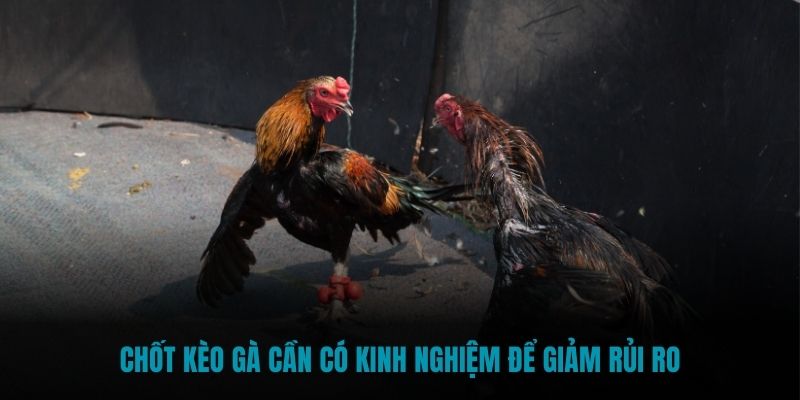 Chốt kèo gà cần có kinh nghiệm để giảm rủi ro