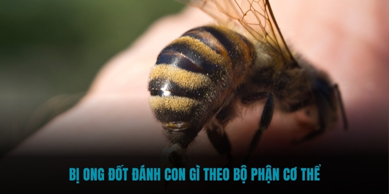 Bị ong đốt đánh con gì theo bộ phận cơ thể