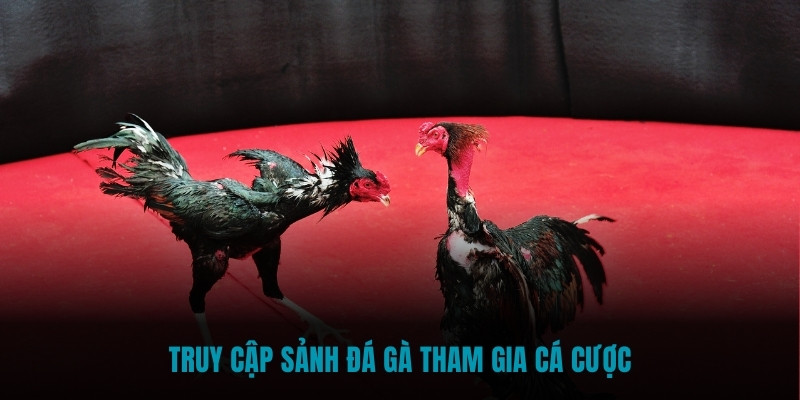 Truy cập sảnh Đá Gà tham gia cá cược